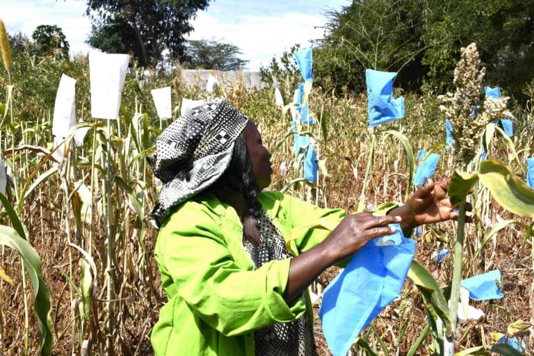 A farmer in her sorghum farm