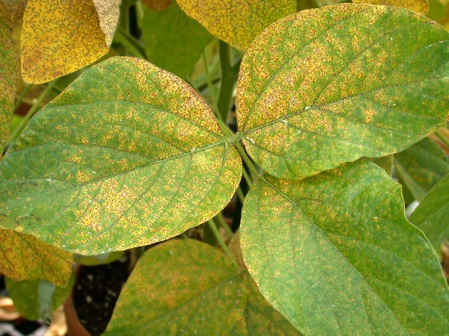 Soybean rust