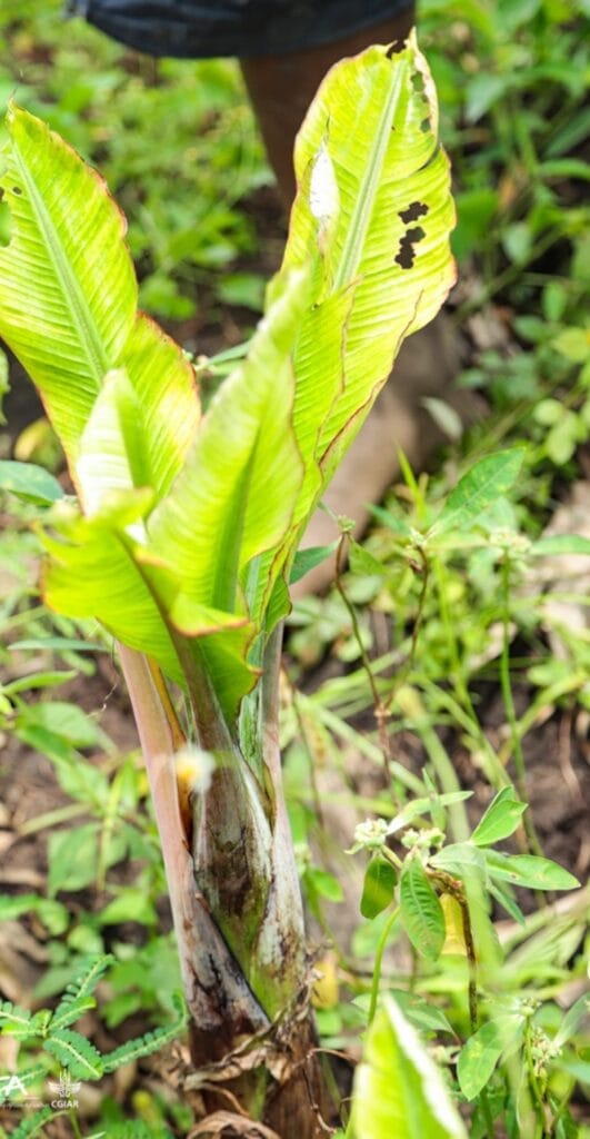 Banana Bunchy Top Disease