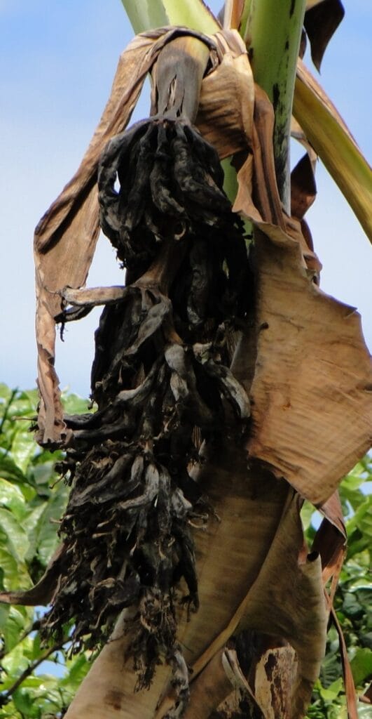 Banana plant affected by Banana Xanthomonas Wilt