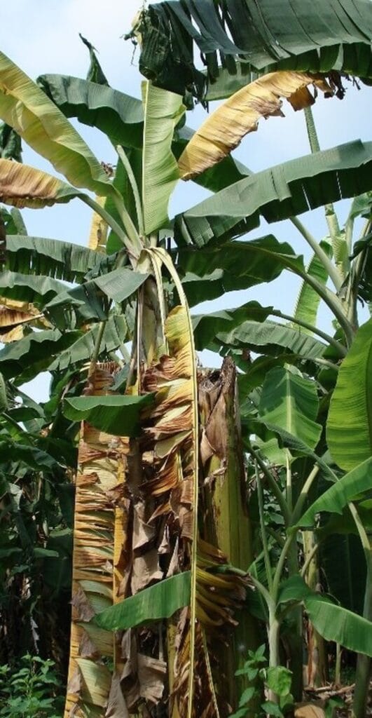 Banana plant affected by banana Fusarium wilt