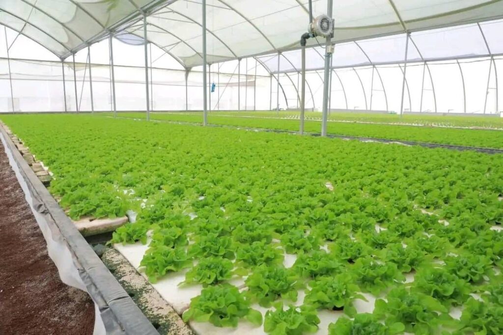 Ethiopia to start importation of fresh rosemary and tarragon to usa Herbs farming