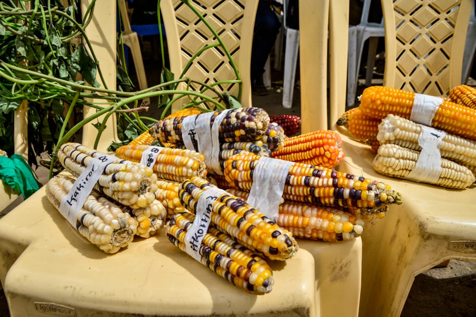 Multi colored maize varieties