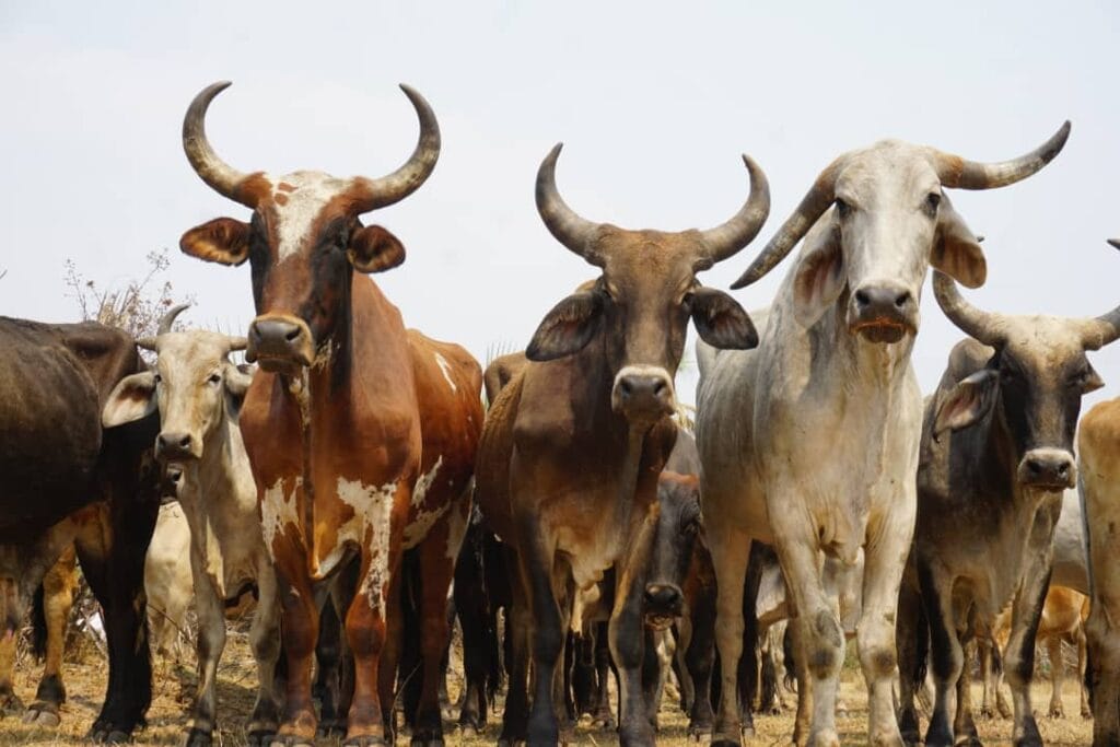 The cattle is the symbol of wealth according to the Ila people of Shimunenga chiefdom Maala Namwala District in Southern Province of Zambia