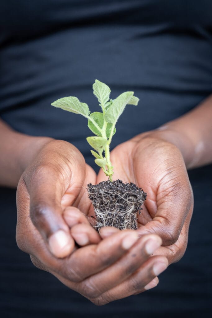 A Solynta Potato Seedling