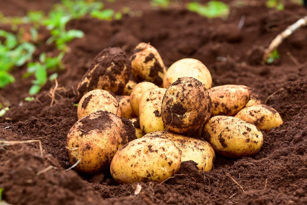 Another harvest from solynta seeds