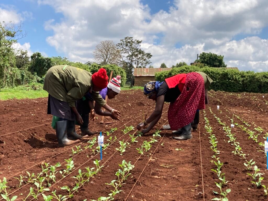 Farmers planting Solynta potato seedlings