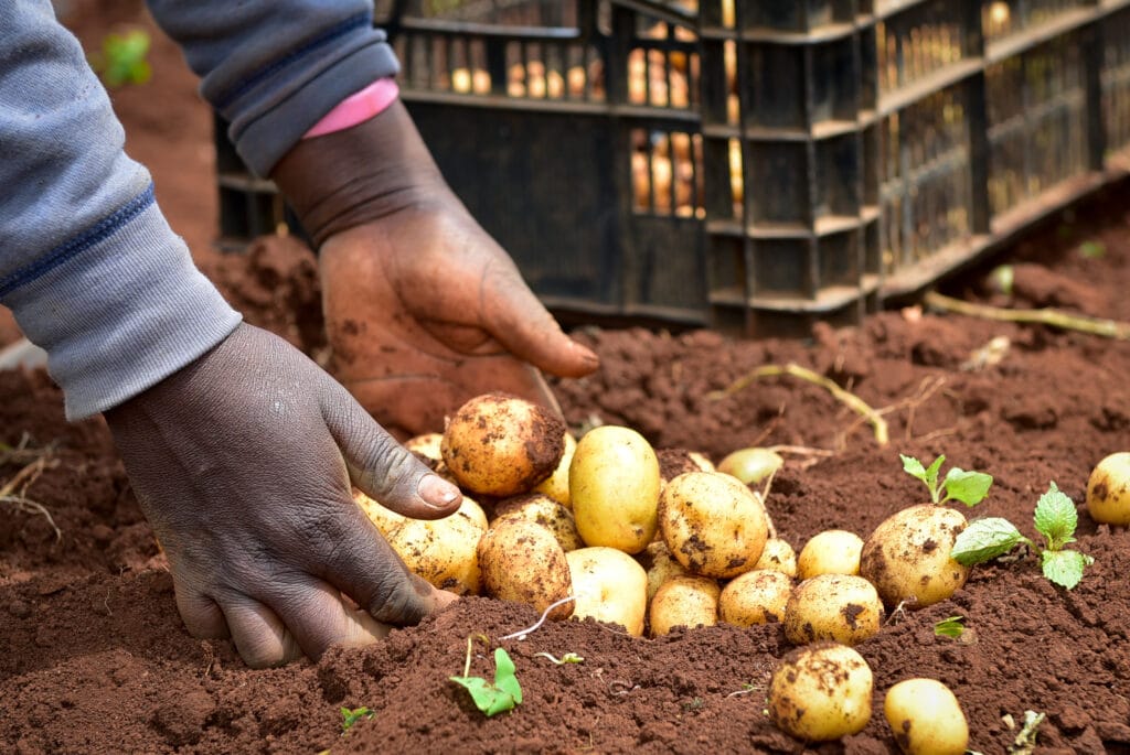 Potato harvested from Solynta seeds