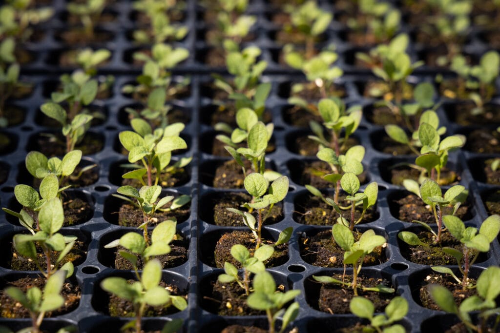 Potato seedlings propagated using Solynta seeds