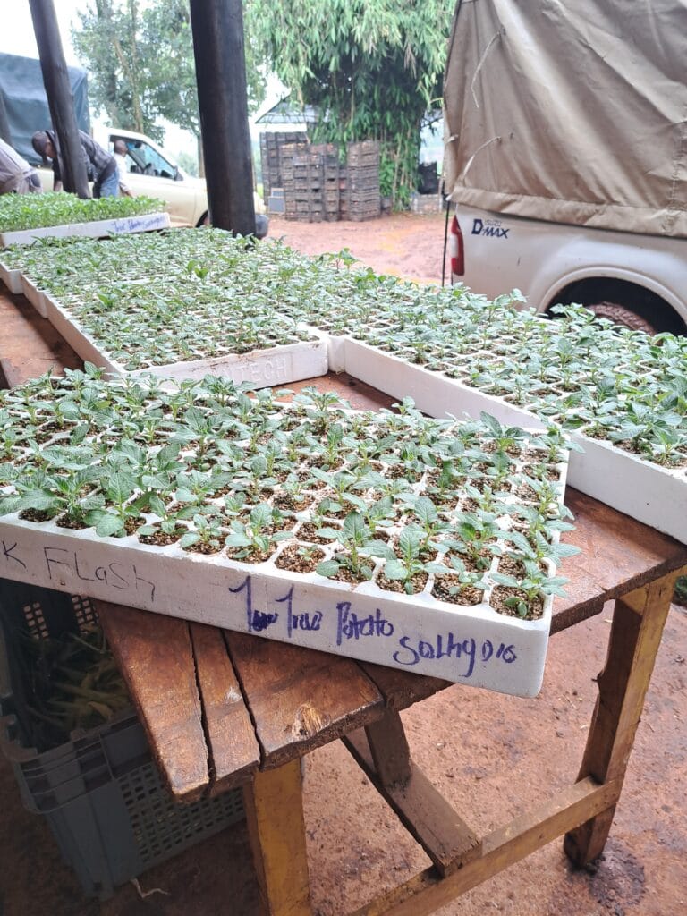 Solynta potato seedlings