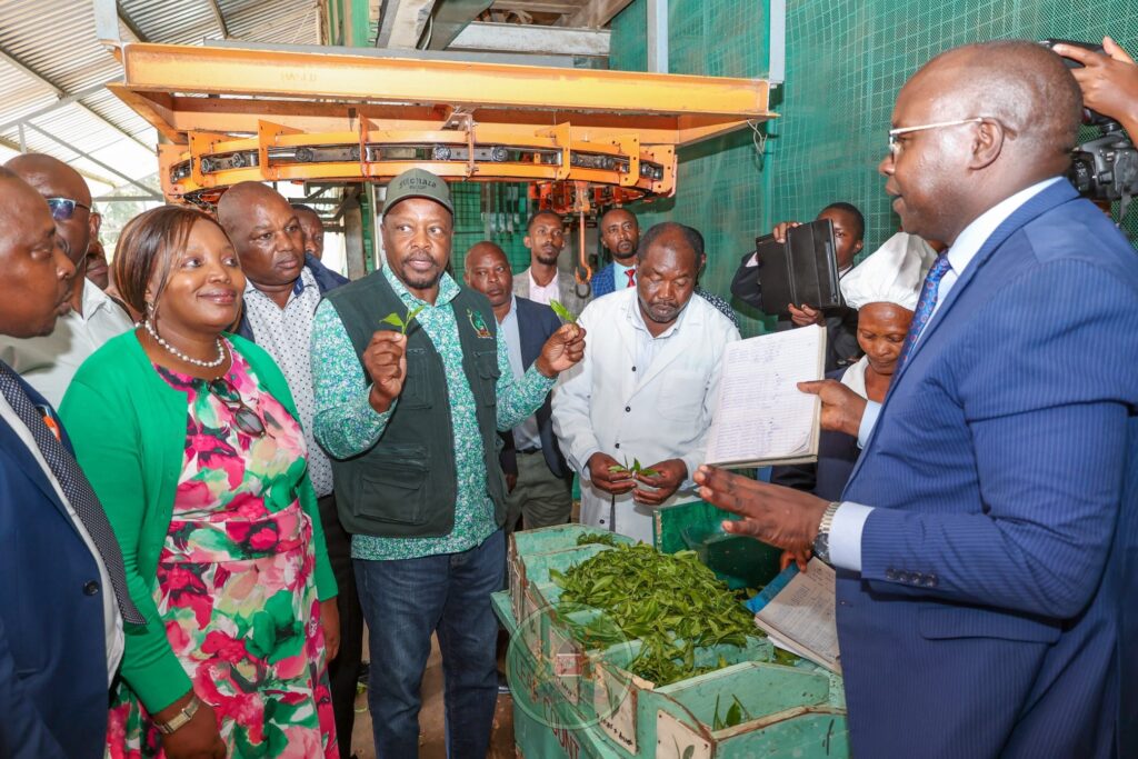 Reforms to Allow Direct Kenyan Tea Sales to International Markets Agriculture CS Mutahi Kagwe at Gathuthi Tea Factory in Nyeri