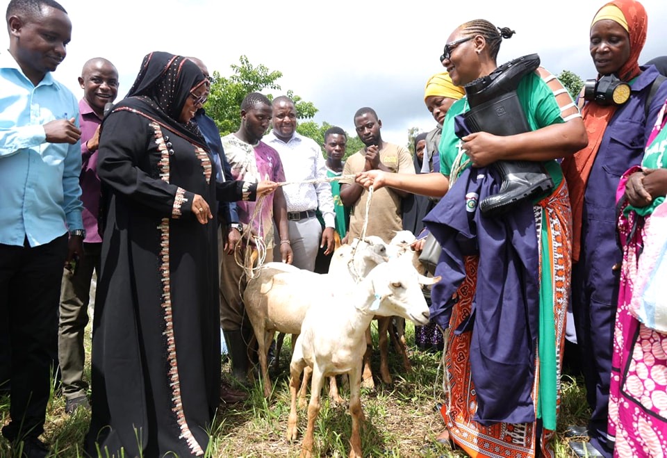 Kwale County Distributes Hybrid Dairy Cows and Gala Goats to Boost Milk Production Kwale farmers receiving galla goats from Governor Fatuma Achani
