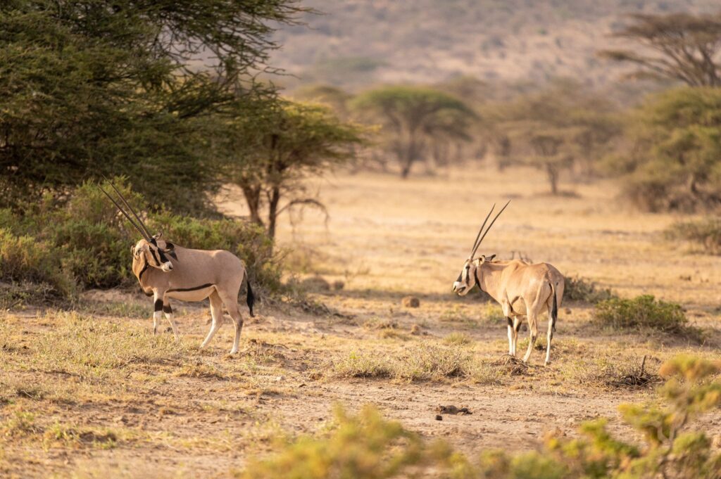 Danish government grants ksh 907. 9 million to support climate resilience in kenya Rangelands in laikipia