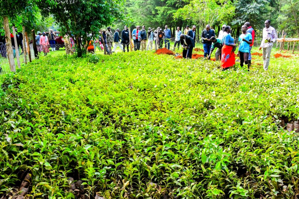 Nandi county mp drawing thousands of women into coffee ownership Kahawa na mama sedlings distribution