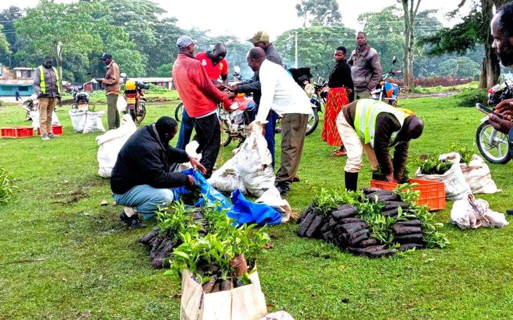 Nandi county mp drawing thousands of women into coffee ownership Kahawa na mama seedlings distribution