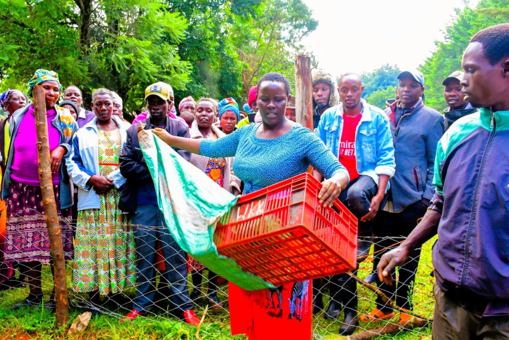 Nandi county mp drawing thousands of women into coffee ownership Nandi woman representative cynthia muge demonstarting to beneficiaries the best way to carry coffee seedlings