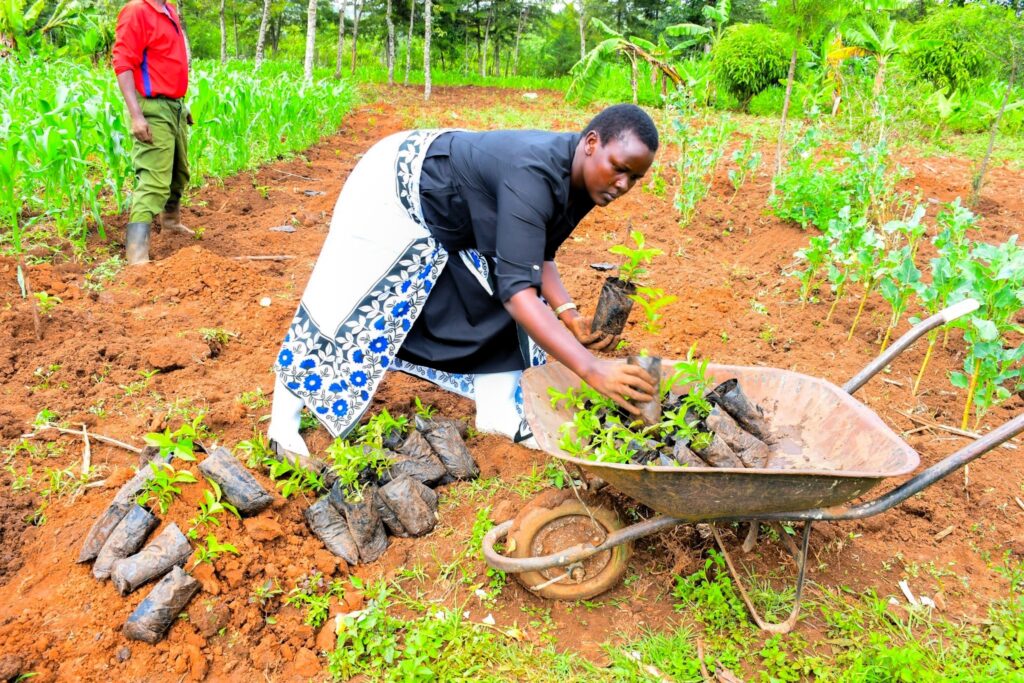 Nandi county mp drawing thousands of women into coffee ownership Nandi woman representative cynthia muge loading coffee seedlings for distribution