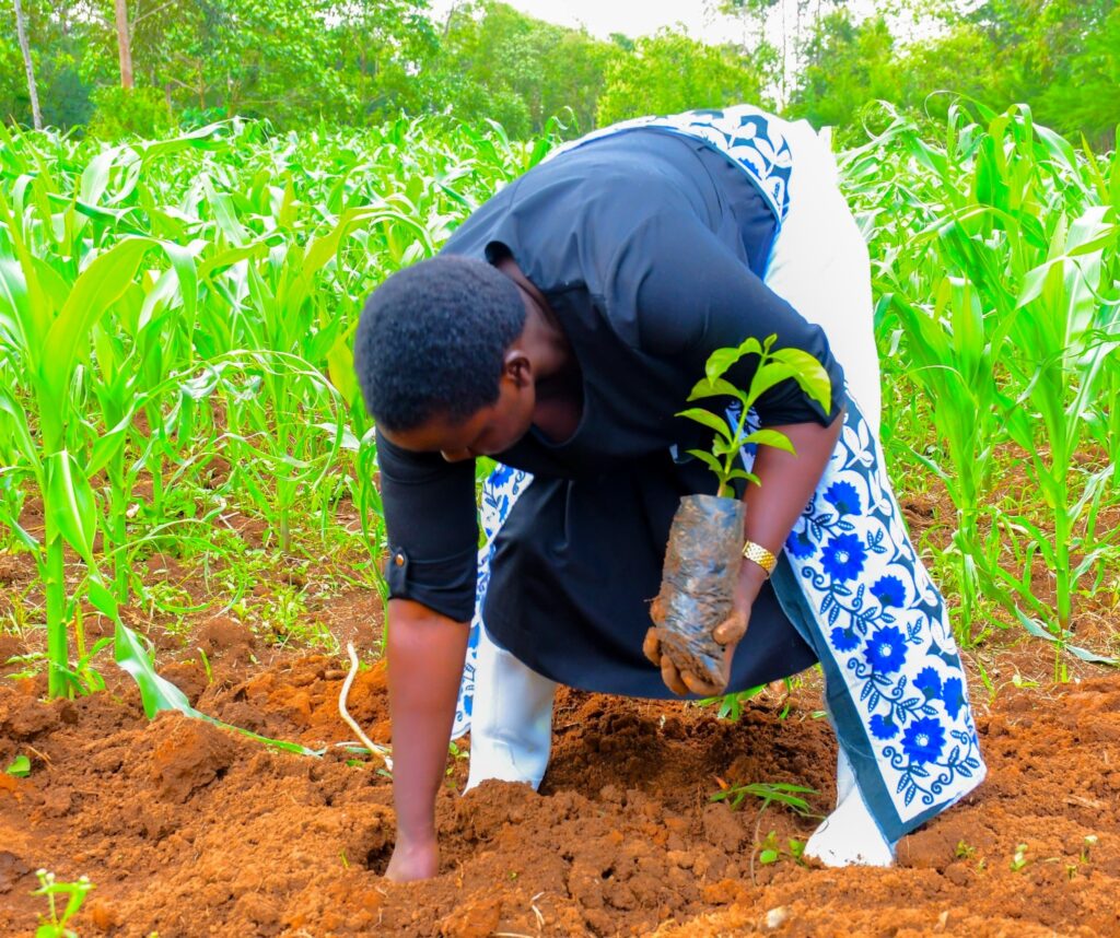 Nandi county mp drawing thousands of women into coffee ownership Nandi woman representative cynthia muge planting coffee
