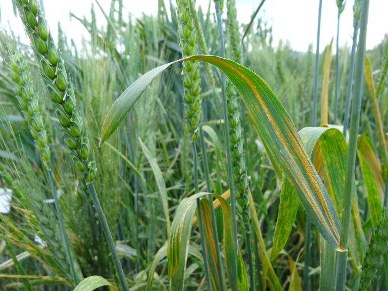 Kilimo news | get latest agriculture news in east africa Wheat affected by rust
