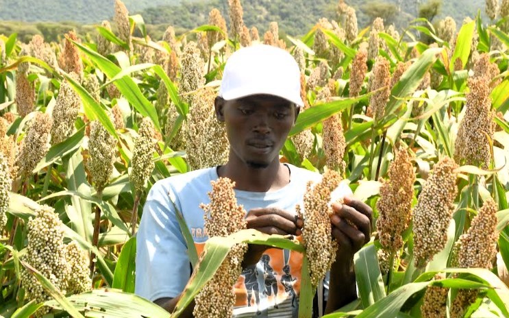 Young graduate leads sorghum farmers in kerio valley toward economic empowerment In a sorghum farm in kerio valley