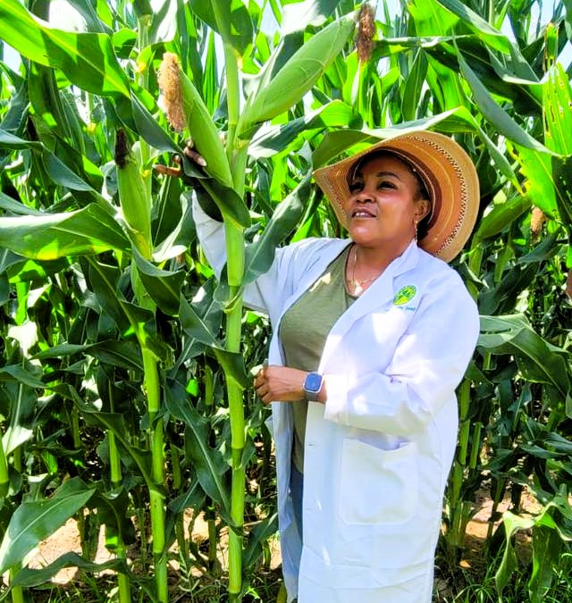 Kirinyaga leaders protest duty-free rice imports as government cites food security Kenya seeds company board chairperson purity wangui ngirici