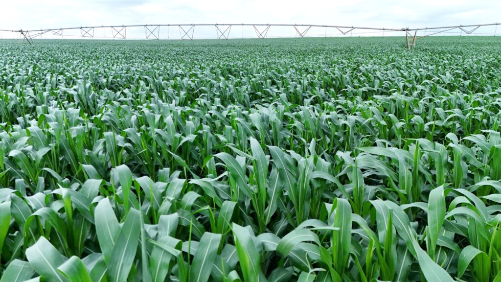 Sh12. 5 billion private injection to power galana-kulalu irrigation expansion Maize growing at galana kulalu in kenya