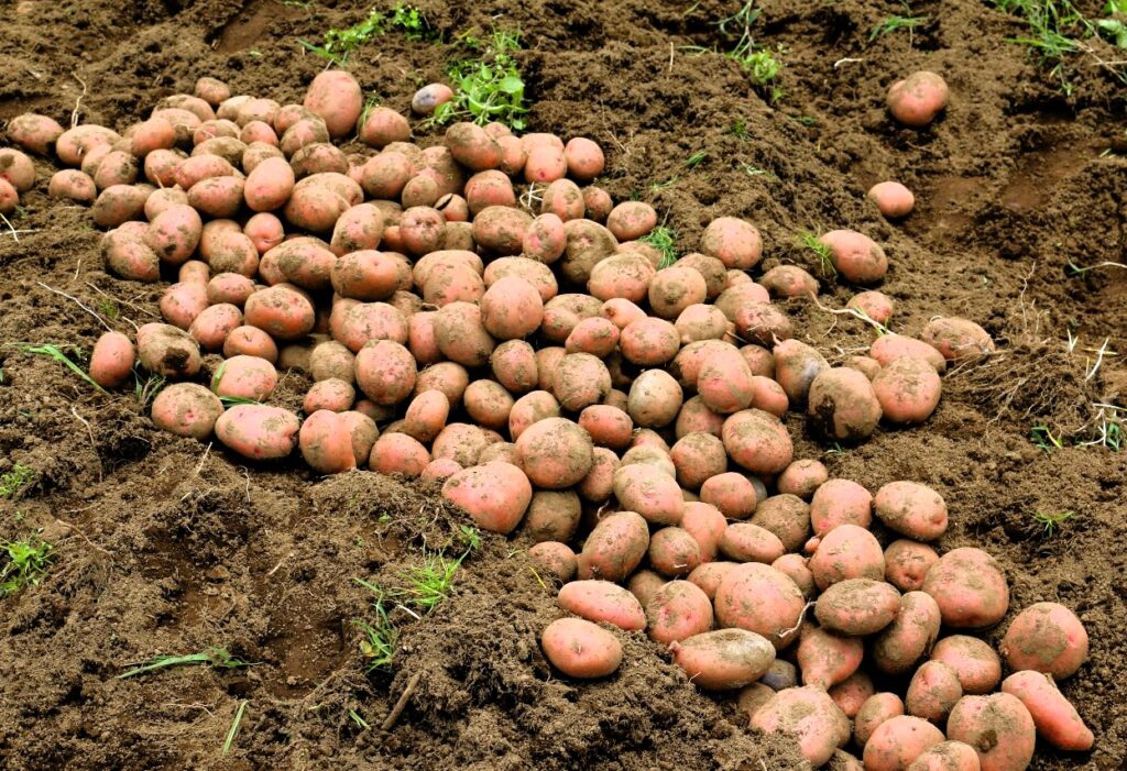 Empowering african plant protection agencies to combat devastating potato pest Potatoes