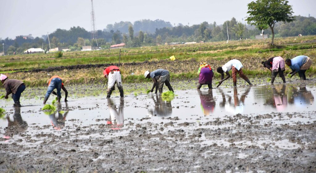 Rice planting in mwea. Photo by kimuri mwangi