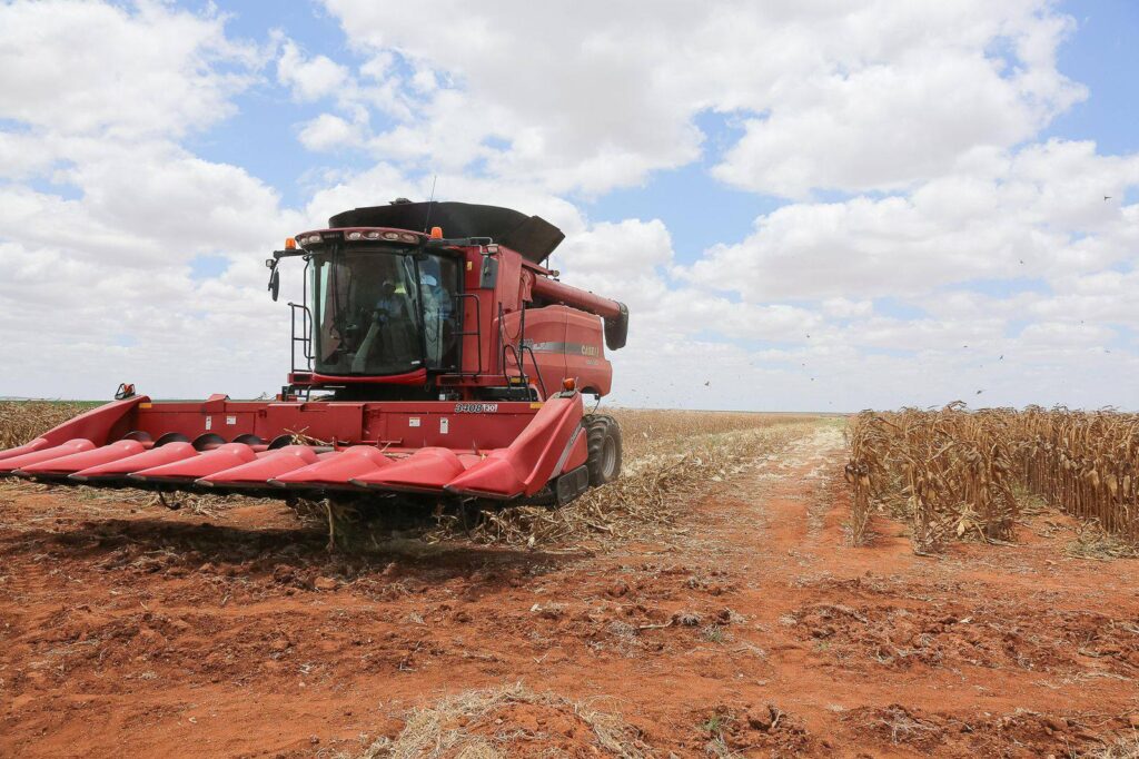 Harvesting at galana kulalau