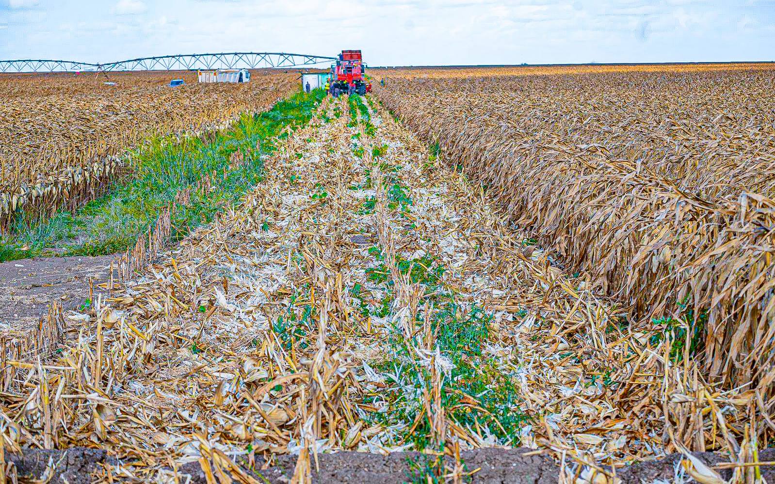 Harvesting in progress at galana kulalu