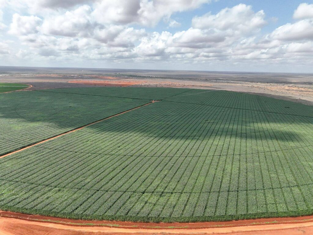 Maize crop at galana kulalu 1