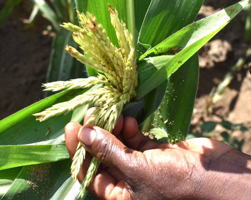 New technologies set to transform pest control practices Maize infestation by invasive pests