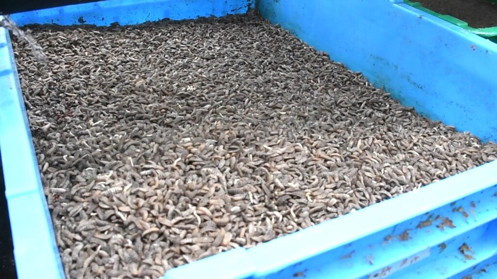 Israeli Partnership Boosts Training on Spirulina, BSF, Duckweed and Azolla Farming Black Soldier Fly Larvae BSF