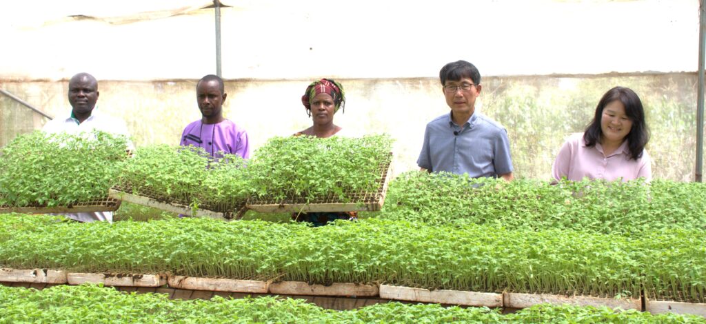 Inspecting tomato seedlings in a greenhouse at Rombo Kajiado County grown by Success Group