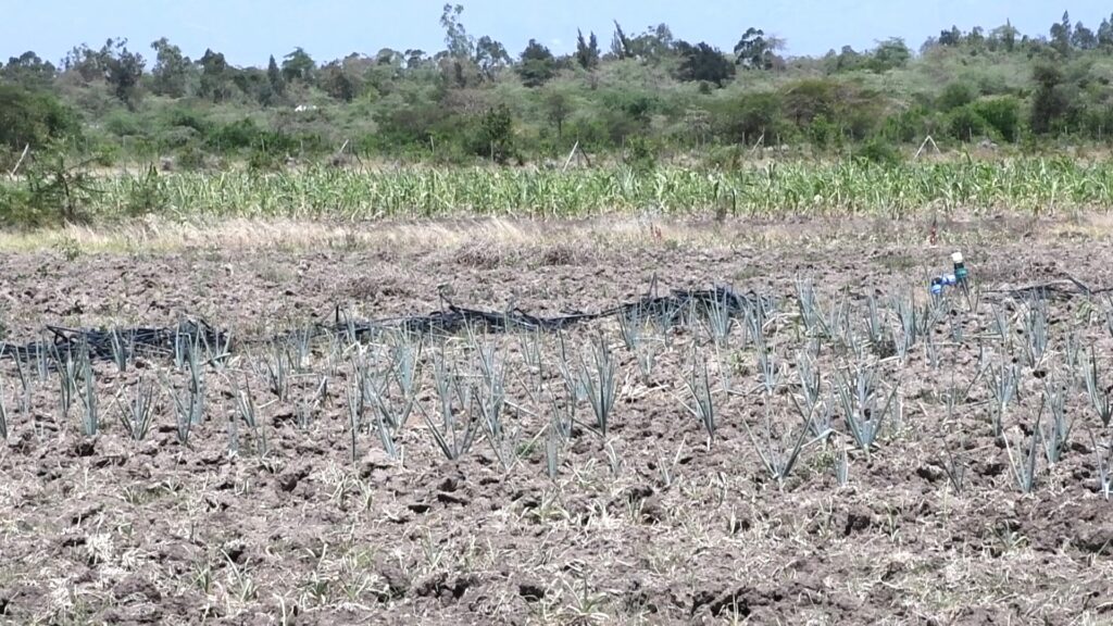 Part of the Agoro East Aggregated Farm