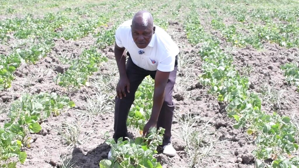 Philip Okinyo Chairperson of the Agoro East Aggregated Farm in the farm where food crops are intercropped with fodder