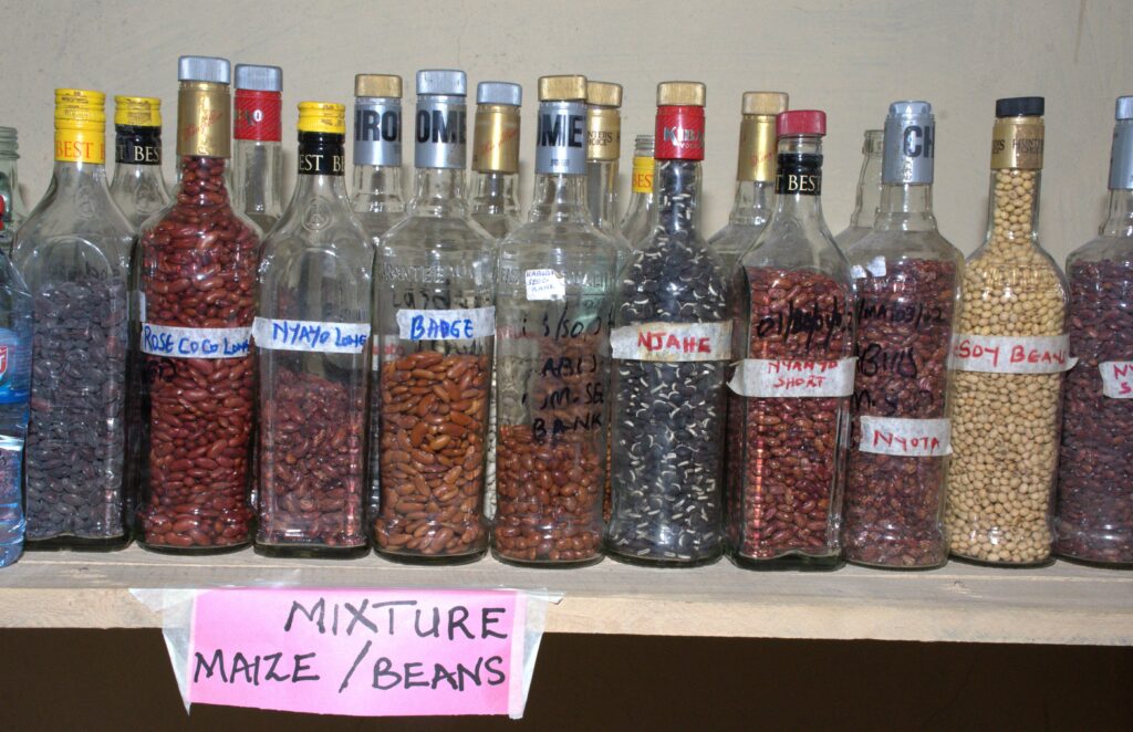 Maize and beans seeds