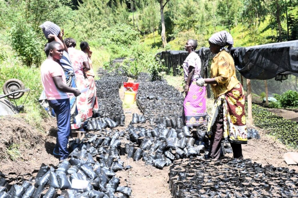Preparing seedlings at the Aramaket fruit trees nursery