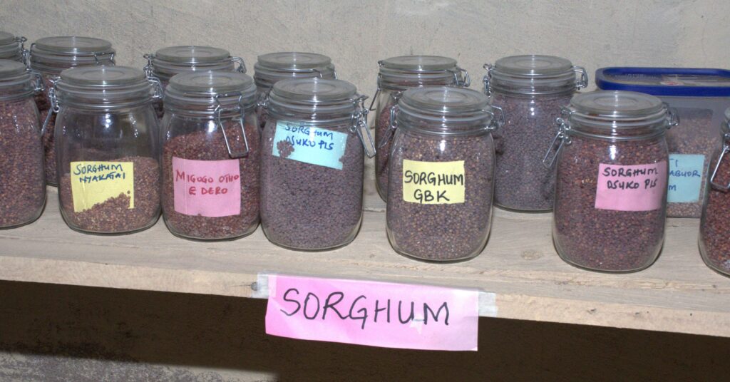 Sorghum