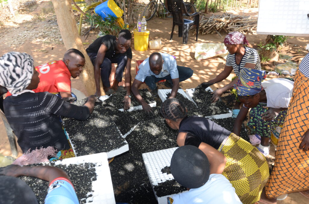 Farmers seeding Vegetable seeds in Trays 1