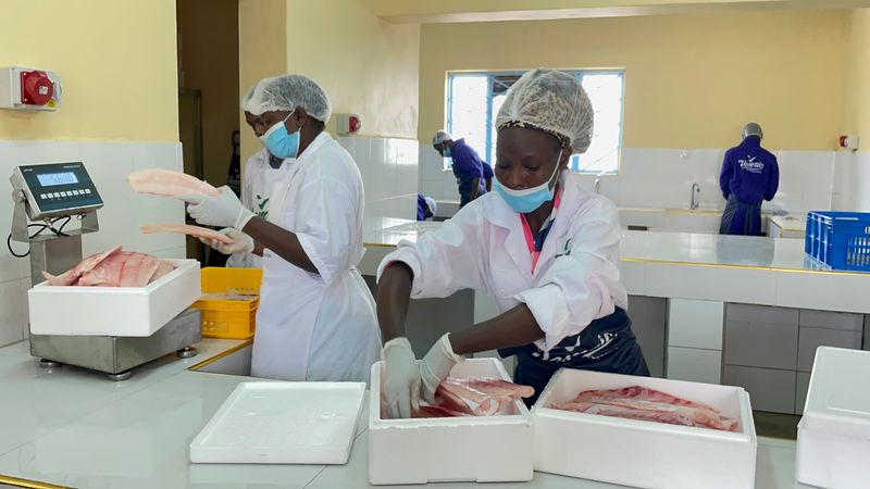 Investor Resolves Hurdles as Luanda K’Otieno Fish Plant Nears Operational Start Fish Processing at Vemric Fish Processors