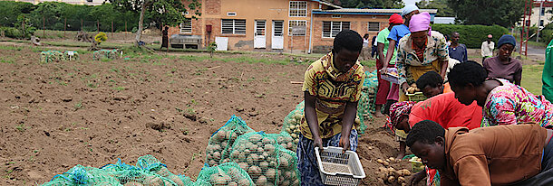 Potato farming in Rwanda