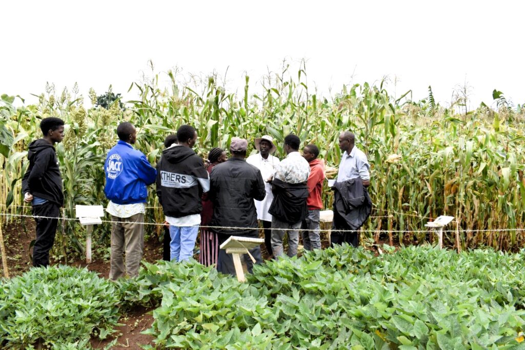 KALRO Pushes Research-to-Market Shift at Fourth Annual Open Week Some of the farmers who attended the field day listen to an expert