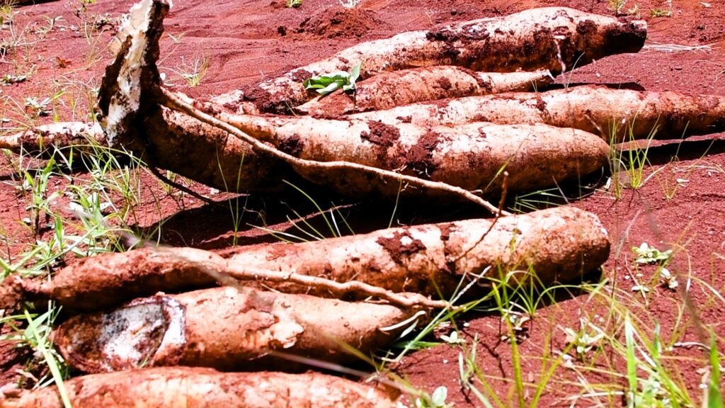NBA Assures GMOs are Optional Amid Court Delays on High-Yielding Cassava Cassava resisitant to Cassava Brown Streak Disease CBSD at a seed multiplication site under confinement at KALRO Kandara