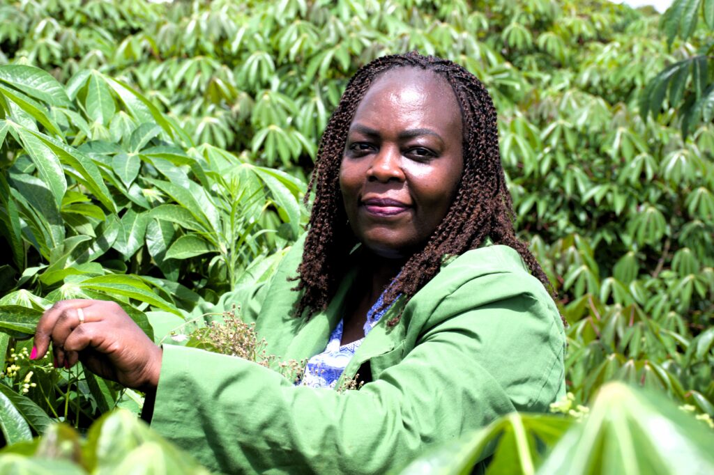 NBA Assures GMOs are Optional Amid Court Delays on High-Yielding Cassava Julia Njagi Deputy Director of Biosafety Licensing Monitoring and Surveillance inside the cassava seed multiplication farm in KALRO Kandara