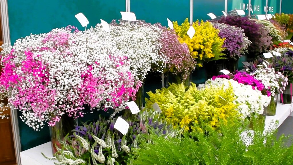 Kenya’s Flowers Continue to Bloom on the Global Stage as IFTEX 2026 Opens with Record Participation Some flowers on display